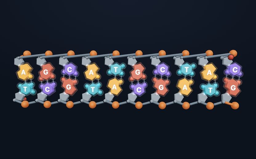 Kadr ze sceny: Budowa DNA i RNA